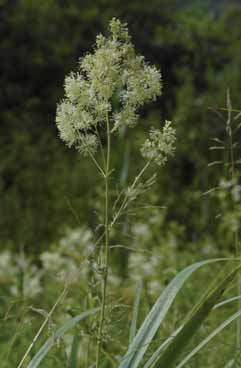 Thalictrum flavum. Foto G.Parolo