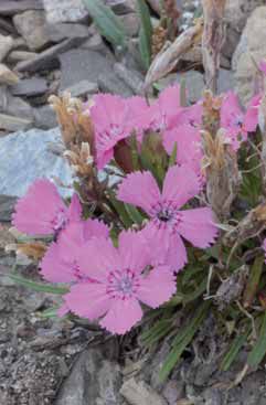 Dianthus glacialis subsp. glacialis. Foto G.Parolo