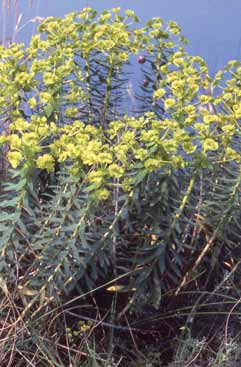 Euphorbia nicaeensis subsp. nicaeensis. Foto S.Frattini