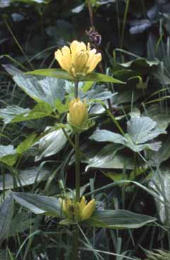 239 Gentiana punctata.jpg