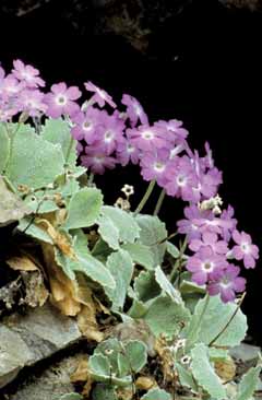 Primula albenensis. Foto A. Mondoni