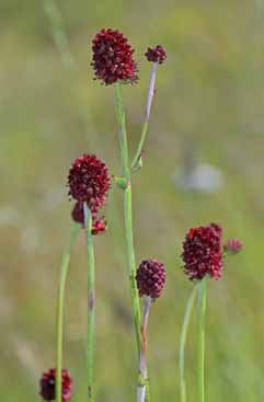 Sanguisorba officinalis. Foto G.Parolo