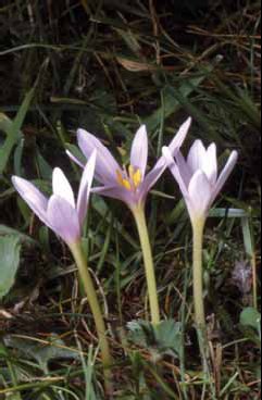 369 Colchicum a.jpg