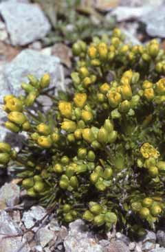 Draba hoppeana. Foto R.Ferranti