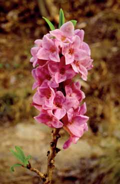 Daphne mezereum. Foto G. Spreafico