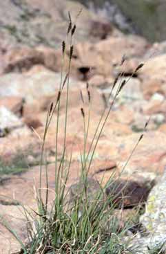 434 Carex fimbriata.jpg