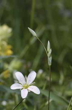 Moenchia mantica subsp. mantica. Foto R.Ferranti