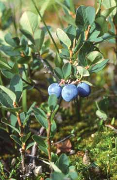 227 Vaccinium ulig.jpg