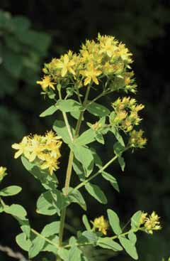 Hypericum tetrapterum. Foto S.Frattini