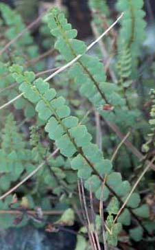 Asplenium adulterinum. Foto S. Marsili