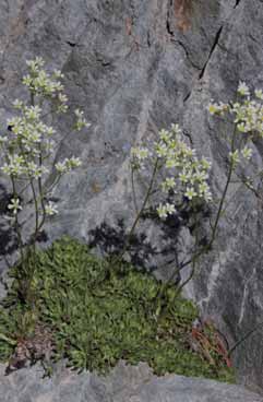 151c Saxifraga paniculata.jpg