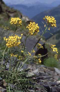 Coincya monensis subsp. cheiranthos. Foto F.Ferranti