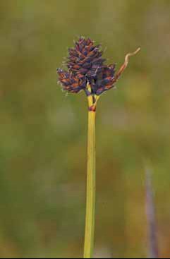 431 Carex norvegica.jpg