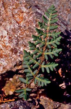 Notholaena marantae. Foto G.Parolo