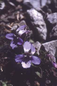 Viola rupestris subsp. rupestris. Foto S.Frattini