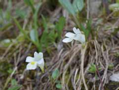 286a Pinguicula alpina.jpg