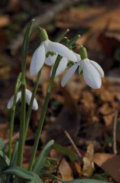 397 Galanthus n.jpg