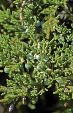 044 Juniperus sabina.jpg