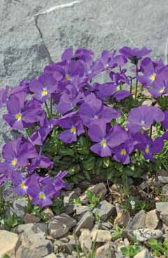 Viola calcarata. Foto G.Parolo