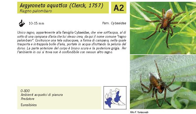 Fauna Pagina 285 B.jpg