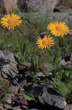 332 Doronicum clusii.jpg