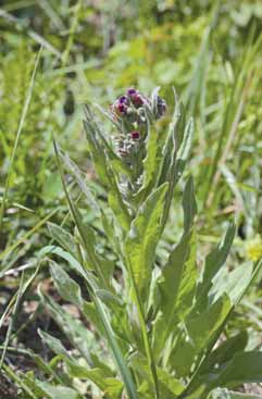 252 Cynoglossum of.jpg