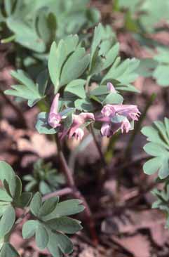 Corydalis intermedia. Foto S.Frattini