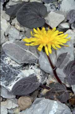 348 Crepis py.jpg