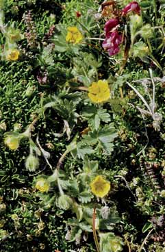 Potentilla frigida. Foto G.Parolo