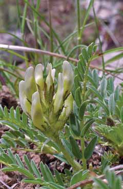 Astragalus sirinicus subsp. sirinicus. Foto A. Mondoni