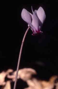 231 Cyclamen hed.jpg