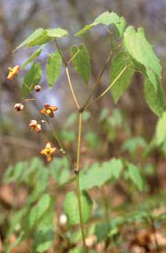 Epimedium alpinum. Foto S.Frattini