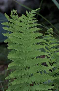 Thelypteris palustris.Foto G.Parolo