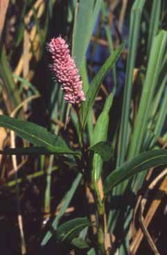 Persicaria amphibia. Foto S.Frattini