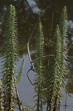 Hippuris vulgaris. Foto G.Parolo