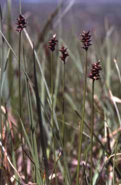 423 Carex dioica.jpg