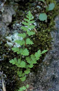 Cystopteris dickieana. Foto T. Abeli