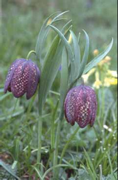 376 Fritillaria tu.jpg