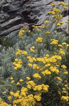 320 Helichrysum.jpg