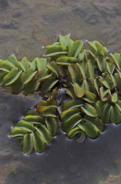 Salvinia natans. Foto G.Parolo