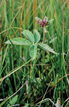 Potentilla palustris. Foto G.Parolo