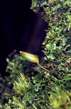 Buxbumia viridis. Foto J-P. Frahm