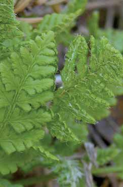 Woodsia ilvensis. Foto H. Arkkio