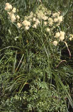 Thalictrum lucidum. Foto S.Frattini