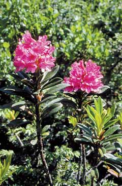 Rhododendron ferrugineum. Foto G.Parolo