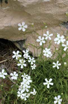 Silene pusilla subsp. pusilla. Foto R.Ferranti