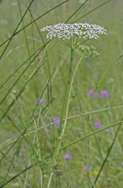 Peucedanum palustre. Foto P.Arrigoni