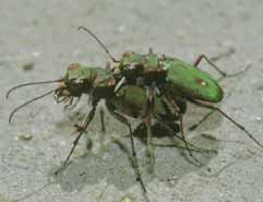 Cicindela campestris. Foto D. Baratelli