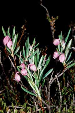 Andromeda polifolia. Foto G.Parolo