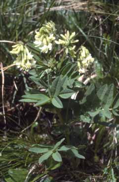 Astragalus frigidus. Foto S.Frattini